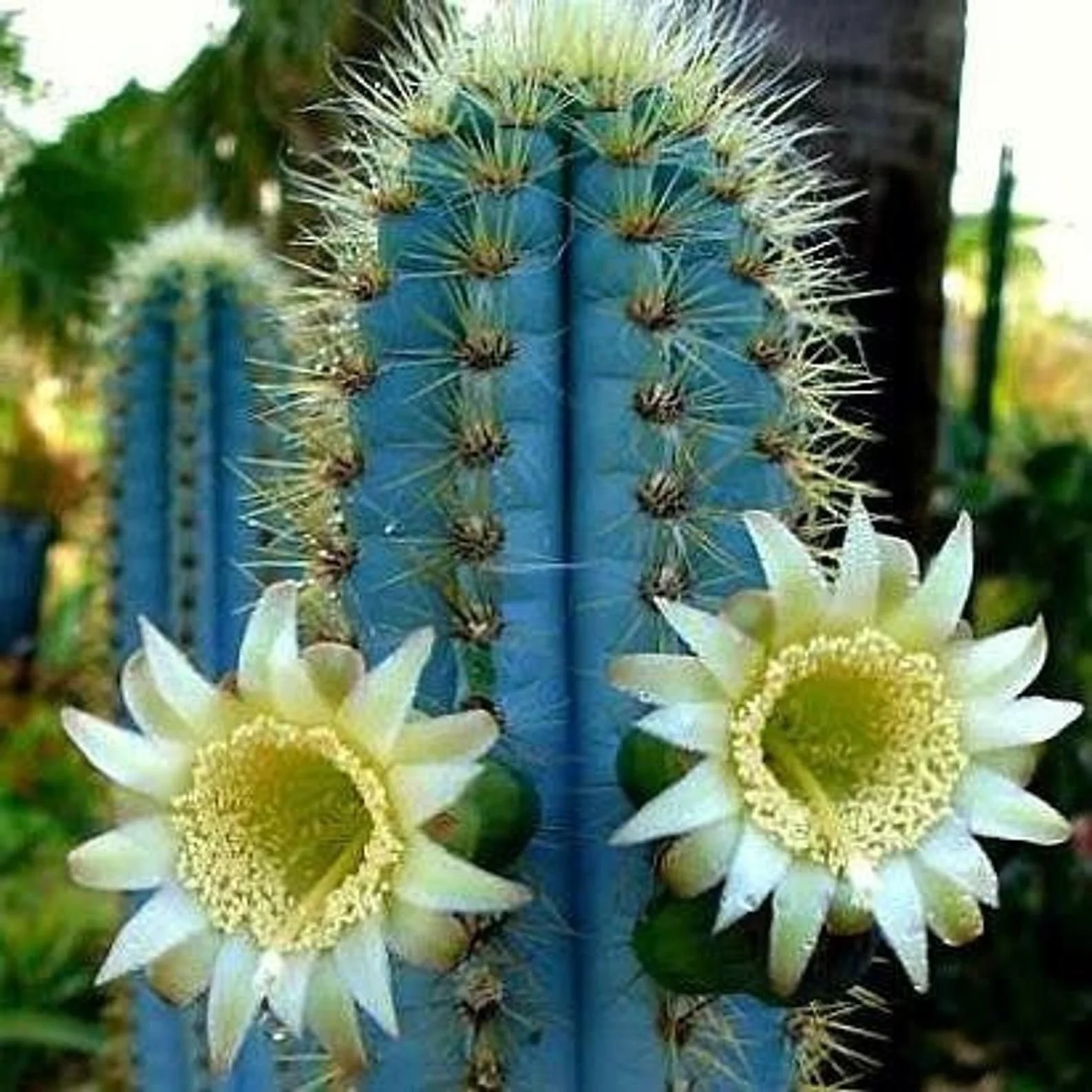 Pilosocereus Azureus aka. 